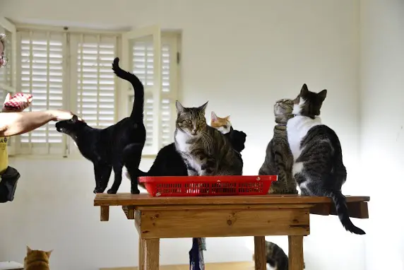 simabo cats shelter