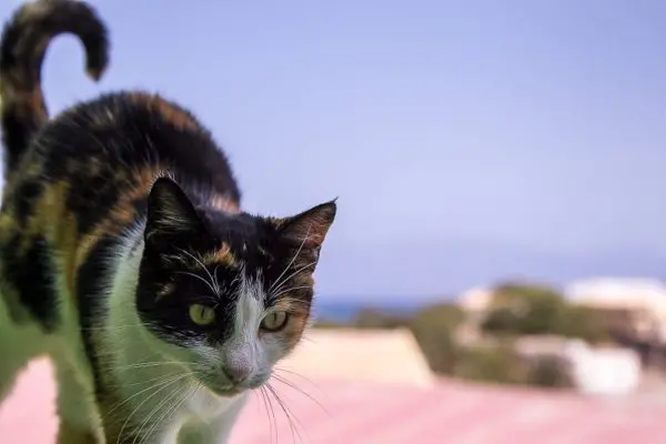 simabo cats shelter