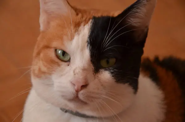 simabo cats shelter