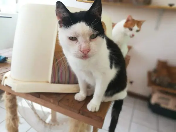 simabo cats shelter