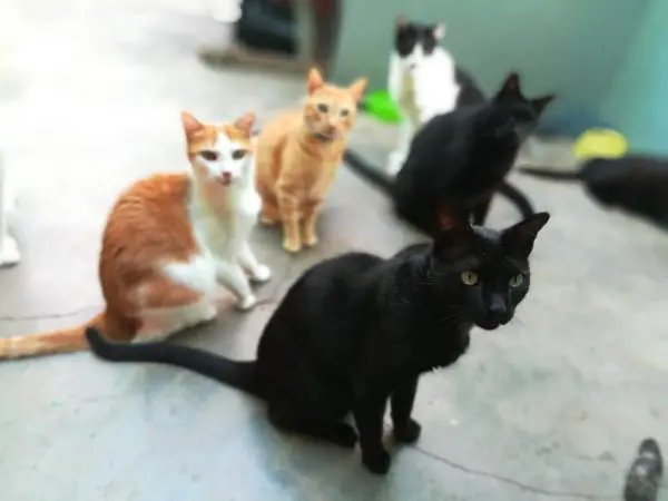 simabo cats shelter